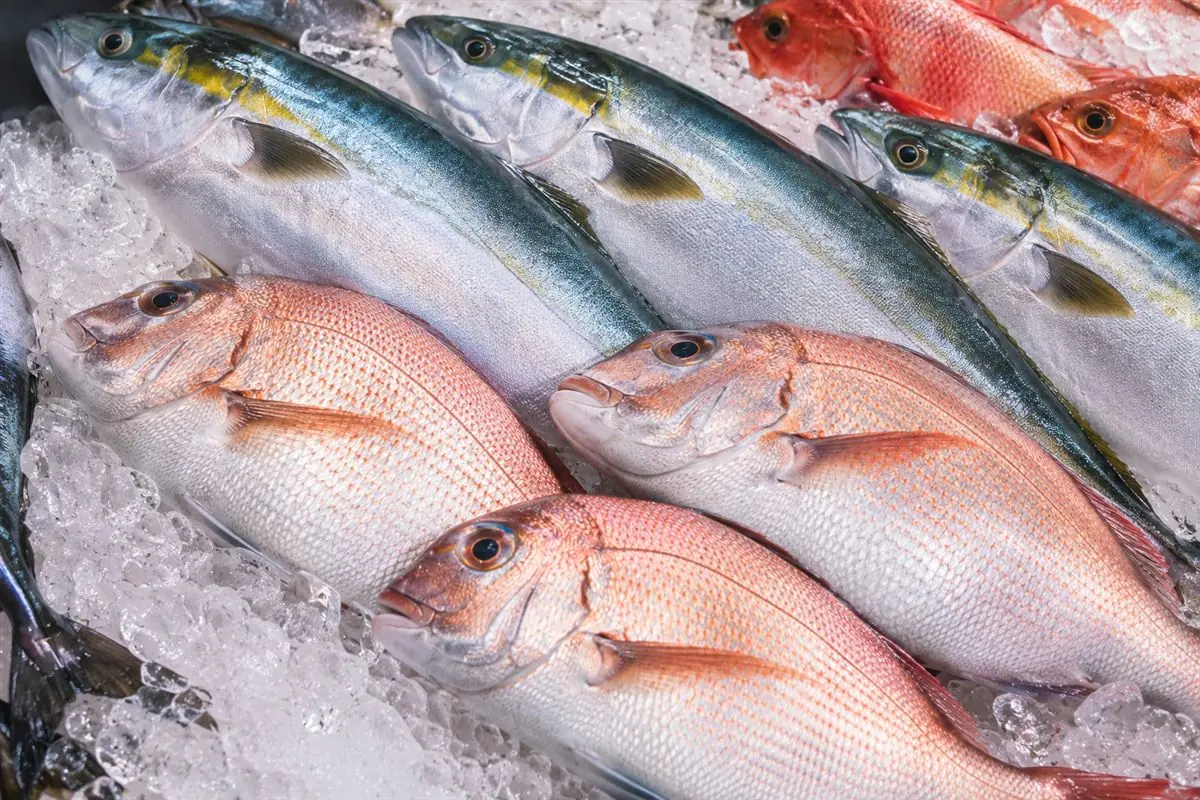 旬の魚介のイメージ